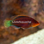 Six Line Wrasse (click for more detail)
