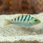 Hardwicke Wrasse  (click for more detail)