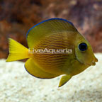 Caribbean Blue Tang (click for more detail)