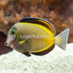 Powder Brown Tang (click for more detail)