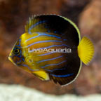 Blueline Angelfish (click for more detail)