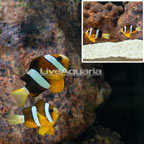 Clarkii Clownfish, Pair (click for more detail)