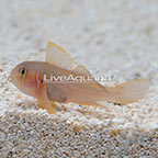 Citrus Goby (click for more detail)