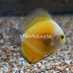 Yellow Marlboro Discus (click for more detail)