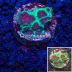 LiveAquaria® Cultured Dipsastraea Brain Coral (click for more detail)