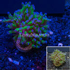 LiveAquaria® Cultured Bicolor Hammer Coral (click for more detail)