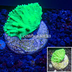 LiveAquaria® Cabbage Leather Coral (click for more detail)