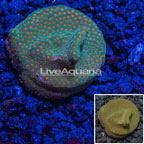 LiveAquaria® Cultured Orange Polyp Montipora Coral (click for more detail)
