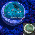 LiveAquaria® Cultured Ultra Chalice Coral (click for more detail)