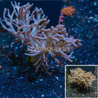 Spaghetti Finger Leather Coral Tonga (click for more detail)