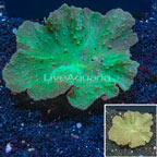 Green Cabbage Leather Coral Vietnam (click for more detail)