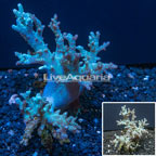 Finger Leather Coral Indonesia (click for more detail)