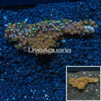 Cultured Ultra Zoanthus Vietnam (click for more detail)