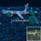 Bullseye Mushroom Coral Tonga (click for more detail)