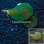 Tonga Actinodiscus Mushroom (click for more detail)