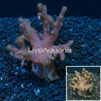 Finger Leather Coral Indonesia (click for more detail)