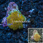 Australian Actinodiscus Mushroom (click for more detail)