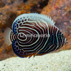 Emperor Angelfish (click for more detail)