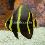 Gray (Black) Angelfish (click for more detail)