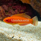 McCosker's Flasher Wrasse (click for more detail)
