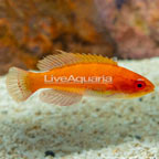 McCosker's Flasher Wrasse (click for more detail)