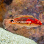 Exquisite Fairy Wrasse (click for more detail)