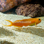 Gold Midas Blenny (click for more detail)