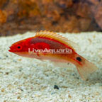Exquisite Fairy Wrasse (click for more detail)