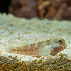Molly Miller Blenny  (click for more detail)