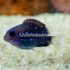 Jewel Damsel (click for more detail)
