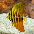 Sailfin Tang (click for more detail)