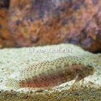 Sailfin/Algae Blenny (click for more detail)