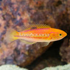 Splendid Pintail Fairy Wrasse (click for more detail)
