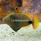 Undulated Triggerfish (click for more detail)