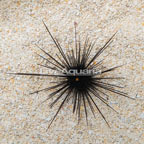 Black Longspine Urchin  (click for more detail)