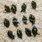 Dove Snail, Group of 12 (click for more detail)