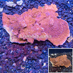 LiveAquaria® Cultured Montipora Coral (click for more detail)