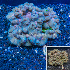 Pectinia Coral Australia (click for more detail)