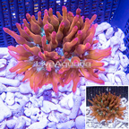 Grade A Rose Bubble Tip Anemone (click for more detail)