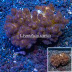 LiveAquaria® Cultured Stylophora Coral (click for more detail)