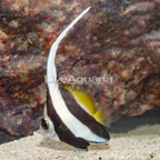 Heniochus Black and White Butterflyfish (click for more detail)