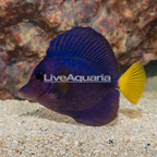 Purple Tang  (click for more detail)