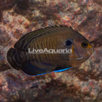 Bluefin Angelfish (click for more detail)