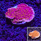 USA Cultured Starburst Montipora Coral (click for more detail)