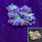 Green Cabbage Leather Coral Indonesia (click for more detail)