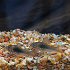 Schultzi Cory Catfish (Pair) (click for more detail)