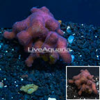 Stylophora Coral Tonga (click for more detail)