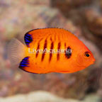 Flame Angelfish (click for more detail)