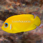 Lemon Peel Angelfish (click for more detail)