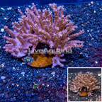  Tree Coral Indonesia (click for more detail)